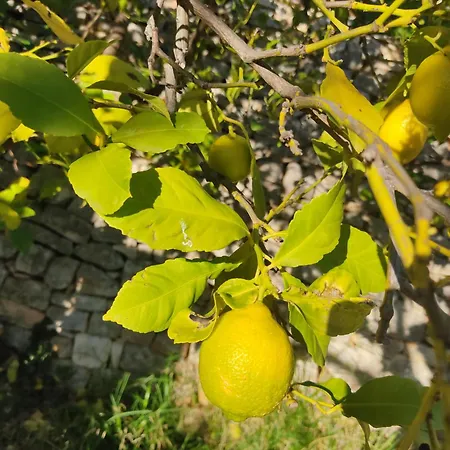 Oda ve Kahvaltı Masseria Calo